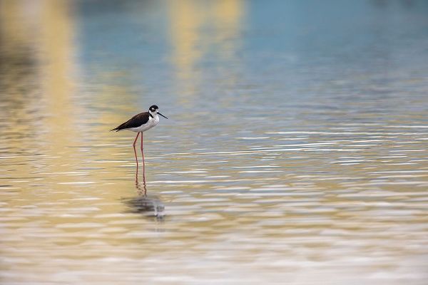 Jones, Adam 아티스트의 Single Black-necked stilt standing together with reflection on water-South Padre Island-Texas작품입니다.